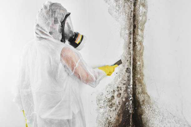 Best Mold Testing and Inspection Services in St Marys, OH