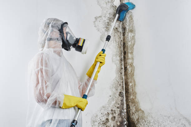 Best Insurance-Related Mold Remediation in St Marys, OH