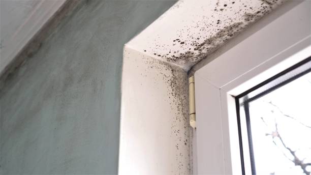 Best Attic Mold Remediation in St Marys, OH