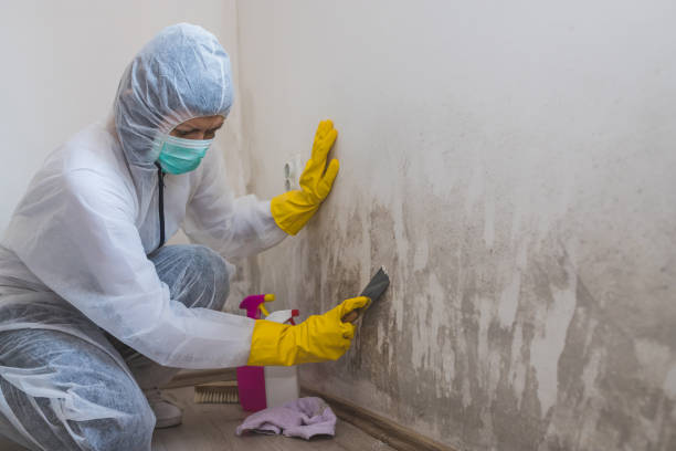 Best Crawl Space Mold Remediation in St Marys, OH