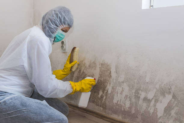 Best White Mold Remediation in St Marys, OH