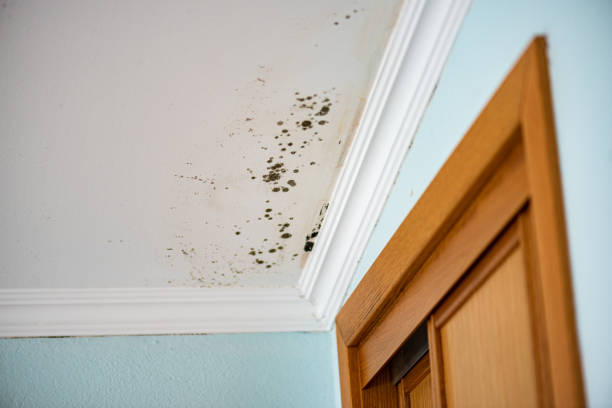 Best Basement Mold Remediation in St Marys, OH