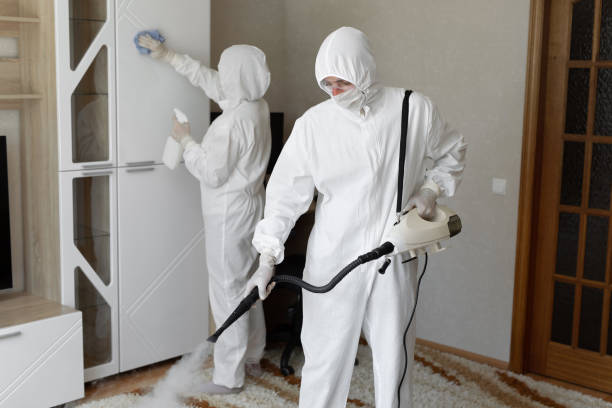 Best DIY Mold Remediation Support Services in St Marys, OH