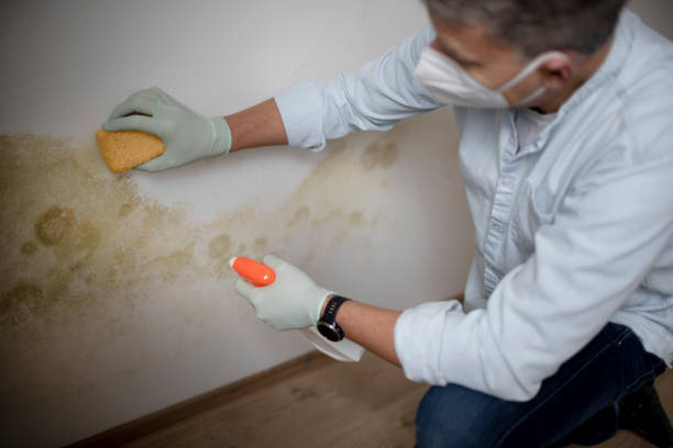 Best Industrial Mold Remediation in St Marys, OH