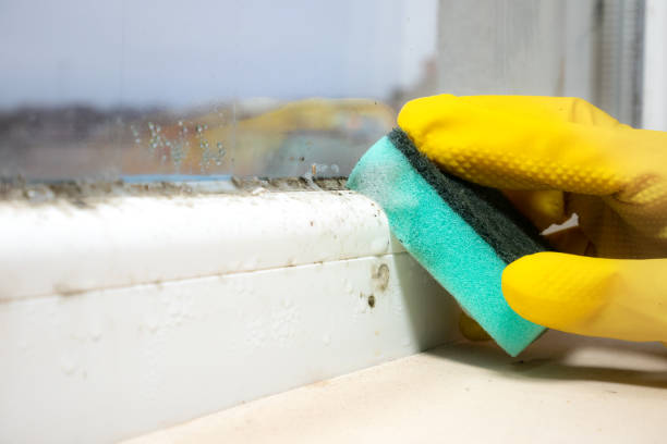 Best Emergency Mold Remediation in St Marys, OH