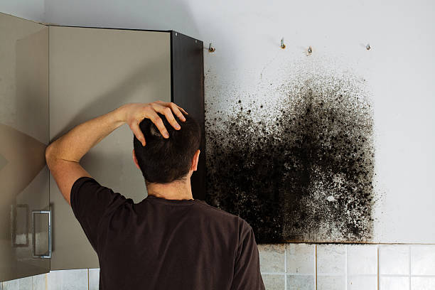 Best Post-Flood Mold Remediation in St Marys, OH