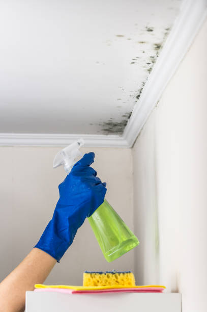 Best HVAC Mold Remediation in St Marys, OH